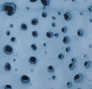 Cryoconite holes - generally considered to be the most biodiverse microbial habitats on glacier surfaces