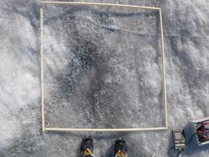 The dark sediment visible in the 1mx1m quadrat in this picture from the Greenland ice sheet is largely surface algae, along with some mineral grains. This is a particularly heavy patch, sometimes it cannot be seen with the naked eye, but occurred ubiquitously in our numerous study sites.