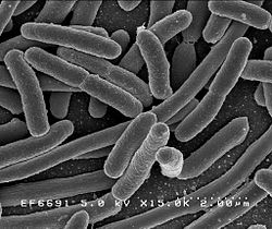 Proteobacteria are one of many microbial species that are commonly found on ice surfaces (ph. wikimedia)
