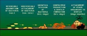 Biofilm formation: the specific organisms which make up a biofilm are selected based upon metacommunity and environmental pressures (from textbookofbacteriology.net)