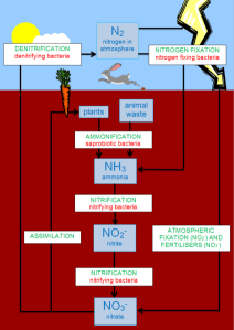 The terrestrial nitrogen cycle (Wikimedia Commons)