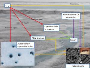 Simplified schematic of glacier surface C fluxes