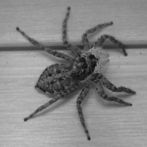 This species of salticid spider was found on snow slopes on Everest (ph. Wikimedia Commons)