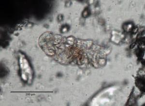 Live Tardigrades extracted from Arctic cryoconite – Credit - Jesamine Bartlett